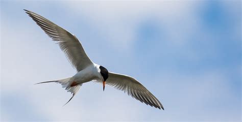 Manitoba Marshland Birds | The Perfect Day Factory