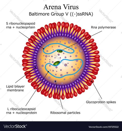 Diagram of arena virus particle structure Vector Image