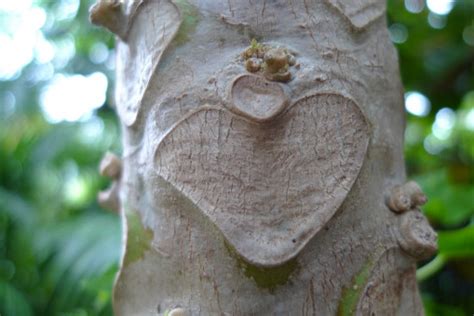 Bildet Tre Gren Anlegg Blomst Stamme Insekt Virvell Se Woody