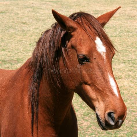 Cara Del Caballo Imagen De Archivo Imagen De Melena Macro 821037