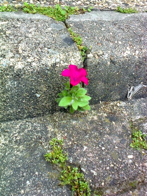 Flower Growing Out Of Concrete The Long Side Story