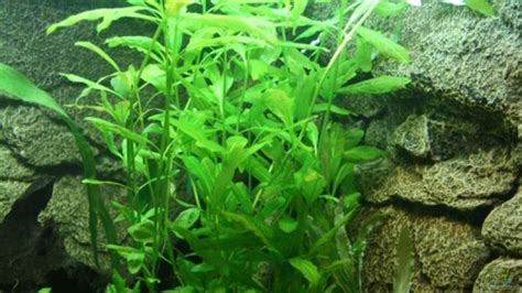 Indischer Wasserfreund Hygrophila Polysperma Aus Becken 9699 Von