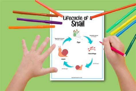 Snail Life Cycle Worksheets Made With Happy