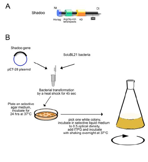 Scheme Of Shadoo Expression Construct Bacteria Transformation And