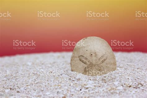 Sand Dollar Seashell On Beach With Sunset Background Stock Photo