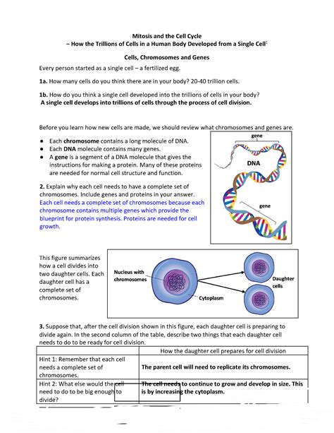 Mitosis And The Cell Cycle How The Trillions Of Cells In A Human Body