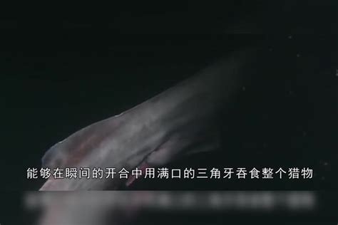 男子在海边捕获一条怪鱼，没想到它张口的瞬间，在场众人都愣了