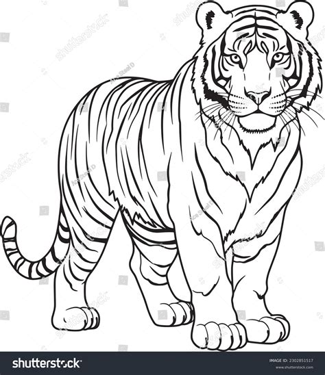 Tigre De Dibujos Animados Para Colorear