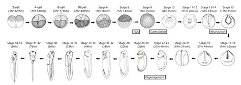 The Transcriptome Of Xenopus Tropicalis