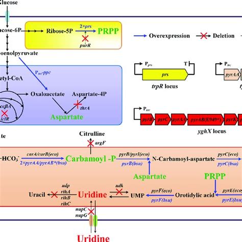 The Biosynthetic Pathway Of Uridine In E Coli And The Scheme For