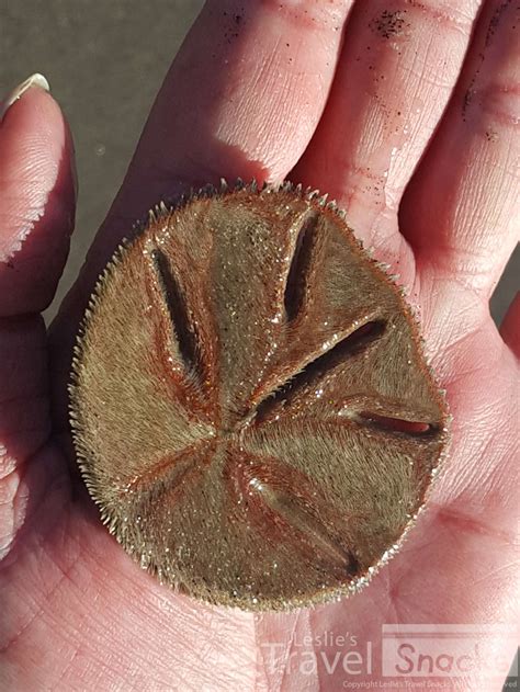 Sand Dollars More Than Just A Pretty Shell