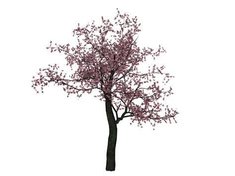 Cherry Tree Image Transparent Hq Png Download Freepngimg