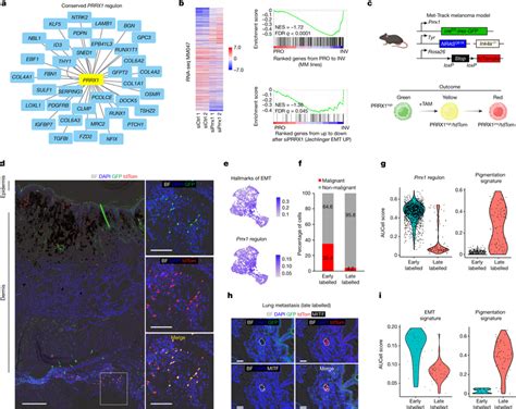 Temporal Single Cell Tracing Identified A Population Of Melanoma Cells