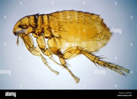 Dog Flea Ctenocephalides Canis 20x Stock Photo Alamy