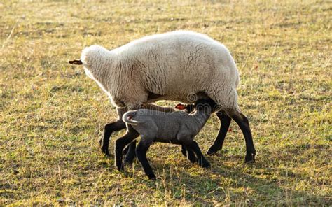 Sheep with Black and White Wool with Little Lambs Stock Image - Image ...