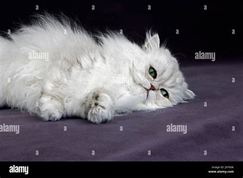 Silver Chinchilla Persian Cat Hi Res Stock Photography And Images Alamy