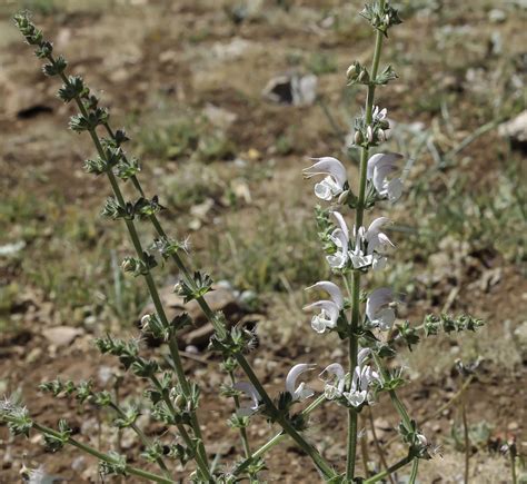 Salvia Argentea Biodiversité Végétale Du Sud Ouest Marocain