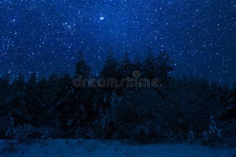 Bosque Nocturno De Nieve Y Muchas Estrellas En El Cielo Foto De Archivo