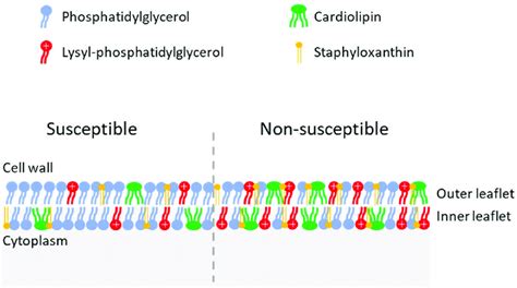 Cell Membrane Of Daptomycin Susceptible Left And Non Susceptible