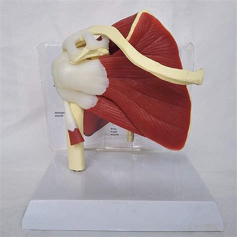 Buy Shoulder Joint W Muscles Model Human Body Anatomy Replica Of Normal