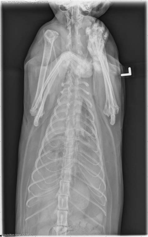 3 year old DSH cat
