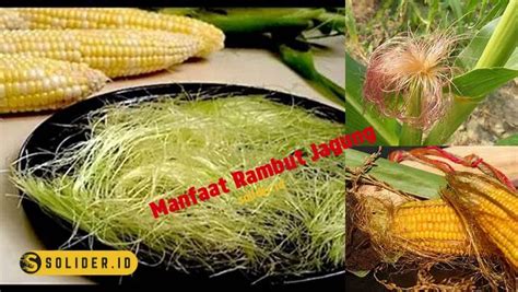 Temukan Manfaat Rambut Jagung Yang Jarang Diketahui Bikin Penasaran