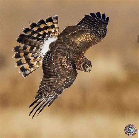 Marsh Hawk | Birds, Bird photo, Bird species