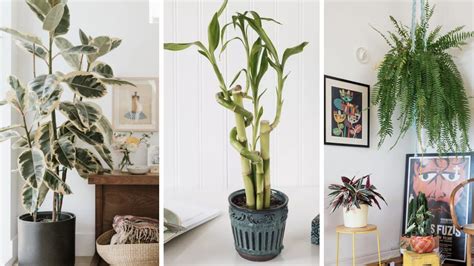 Plantas Para Quarto De Casal Que Ajudam A Dormir Melhor Ficus