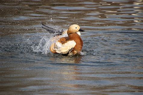 Tadorne Casarca Canard Oiseau Photo Gratuite Sur Pixabay Pixabay