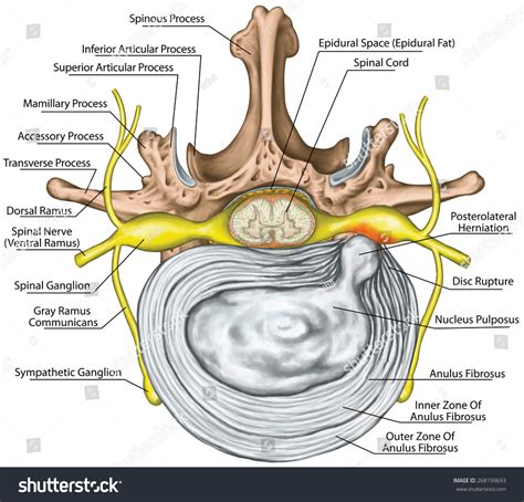 Lumbar Spine Disc Anatomy