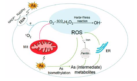 Frontiers Mechanisms Of ROS Regulation Of Plant Development 45 OFF