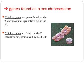 Sex Linked And Quantitative Inheritance PPT