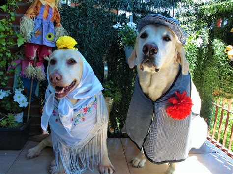 Nueva Vida Adopciones On Twitter Madrid Celebra Hoy Sanisidro Y Los