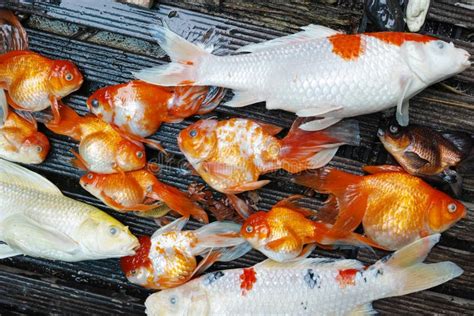 Dead Koi Fish Diseases Infected Stock Photo Image Of Hobby Colorful