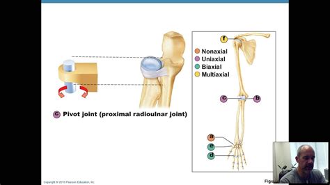 Bio 201 Ch 8 Phys Lec 5 17 Synovial Joint Classification Youtube