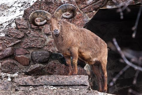 The East Caucasian Tur or Daghestan Tur. a Wild Mountain Goat with ...