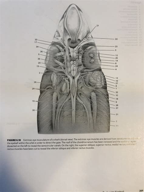 SHARK: eye musculature (dorsal view) Diagram | Quizlet