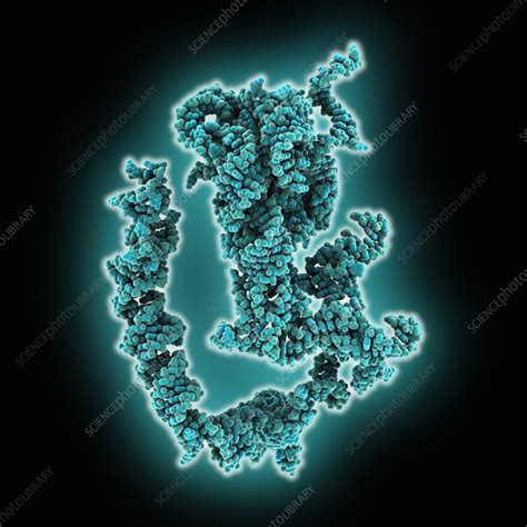 Human 80S ribosome RNA structure, molecular model - Stock Image - C057 ...