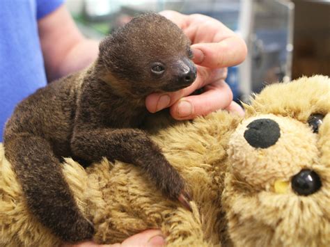 Are you my mommy? Baby sloth adopts teddy bear as mother - TODAY.com