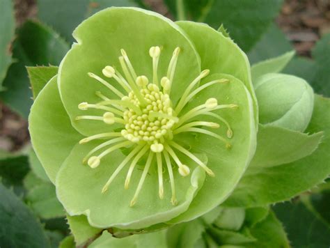 Exquisite Green Hellebore Flower Of Southwark Park Rother Flickr