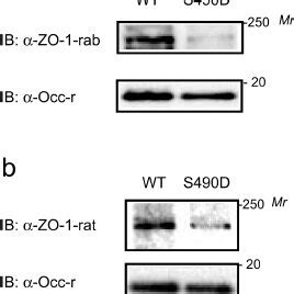 S490D Mutation Attenuates The Occludin ZO 1 Interaction A BREC