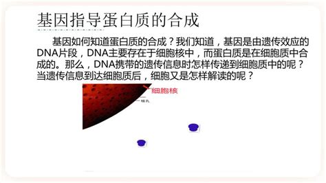 高中生物人教版 2019必修2《遗传与进化》第4章 基因的表达第1节 基因指导蛋白质的合成完整版课件ppt 教习网课件下载