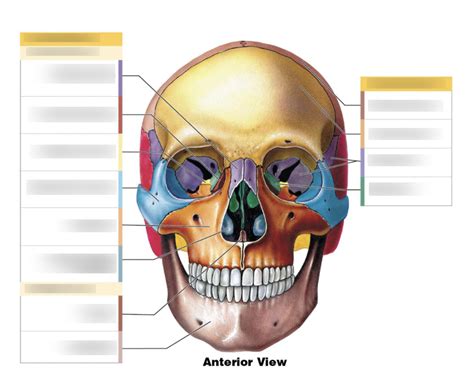 Anterior View Of The Facial And Cranial Bones Page Diagram Quizlet