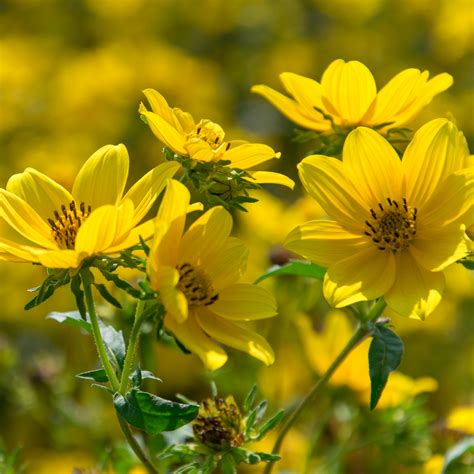 Bur Marigold Tickseed Sunflower Annual Wildflower Garrett