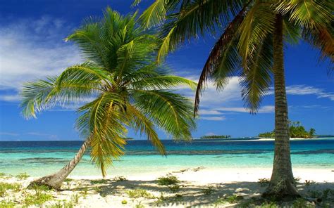 Tree Beach Landscape Scenics Nature Horizon Palm Trees Tranquil