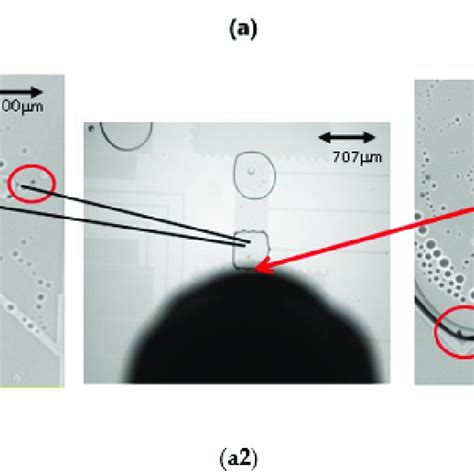 PDF Bead Number Effect In A Magnetic Beads Based Digital Microfluidic