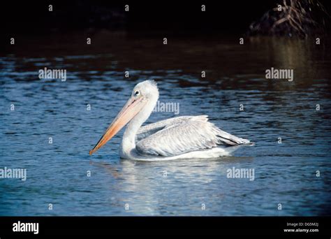 Pink Backed Pelican Pelecanus Rufescens Stock Photo Alamy