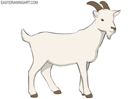 draw  goat easy step  step tutorial