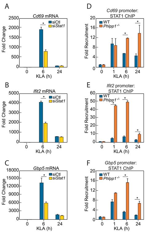 Figures And Data In Phlpp1 Counter Regulates Stat1 Mediated