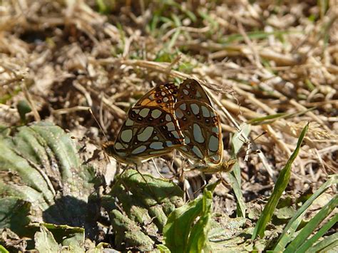 Issoria Lathonia Kleiner Perlmuttfalter Natur Schmetterlinge In